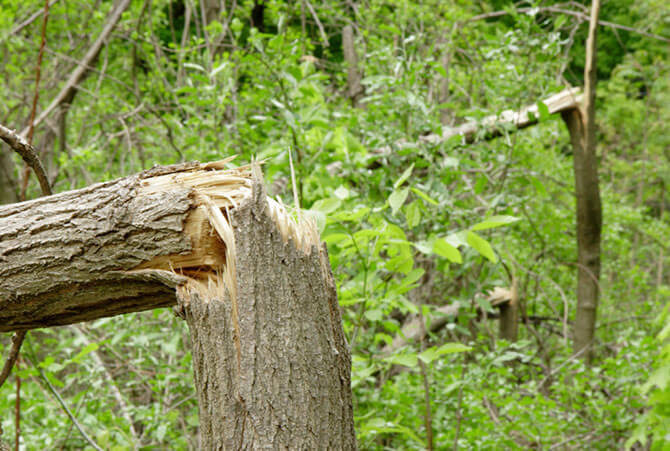 damaged branch